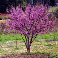 Ace Of Hearts Redbud Tree -Garden Oasis Ace of Hearts 1