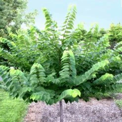 Ace Of Hearts Redbud Tree -Garden Oasis Ace of Hearts 2