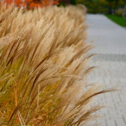 Adagio Maiden Grass 7 Adagio Maiden Grass -Garden Oasis Adagio Madien Grass 7 FGT