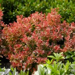 Admiration Barberry Shrub -Garden Oasis Admiration Barberry 1