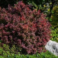 Admiration Barberry Shrub -Garden Oasis Admiration Barberry 2