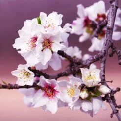 All-in-One Almond Tree 8 All-in-One Almond Tree -Garden Oasis All in One Almond 3 213f37af fac9 49c5 8a19 0aa42ca679e9