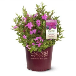 Autumn Amethyst® Encore® Azalea -Garden Oasis Amathyst Encore Azalea 1