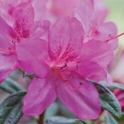 Autumn AmethystĀ® EncoreĀ® Azalea