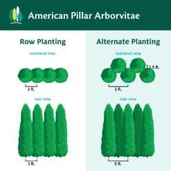 Full Speed A Hedge® American Pillar Arborvitae 13 Full Speed A Hedge® American Pillar Arborvitae -Garden Oasis AmericanPillarArborvitae