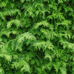 American Arborvitae -Garden Oasis American Arborvitae