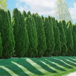 American Arborvitae -Garden Oasis American Arborvitae 2 FGT