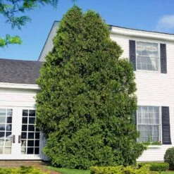 American Arborvitae -Garden Oasis American Arborvitae 6