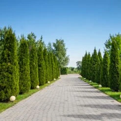 American Arborvitae -Garden Oasis American Arborvitae 8 FGT
