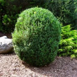 American Boxwood Shrub -Garden Oasis American Boxwood 1 FGT
