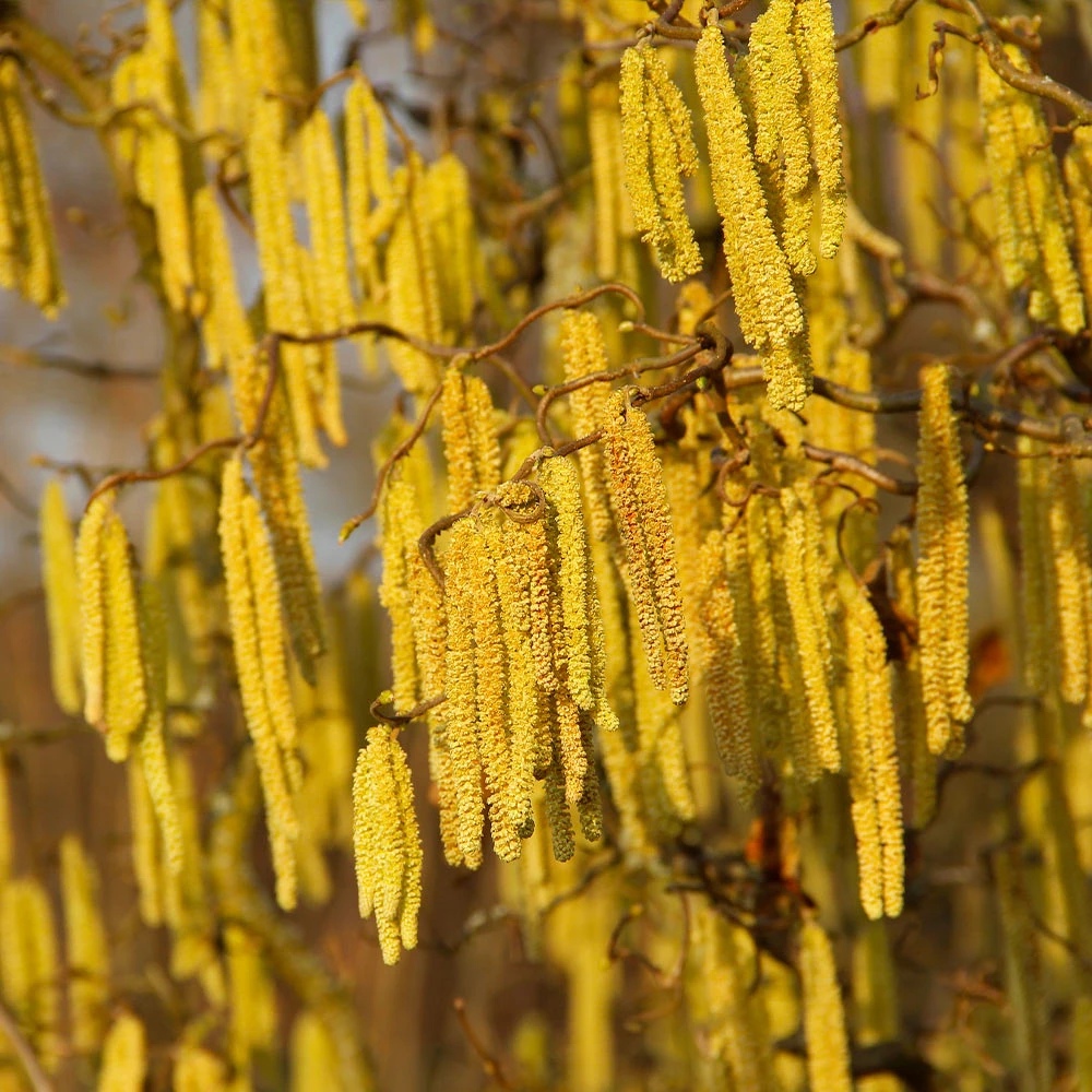 American Hazelnut Filbert 4 American Hazelnut Filbert - Image 4