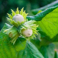 American Hazelnut Filbert 8 American Hazelnut Filbert -Garden Oasis American Hazelnut 5 FGT
