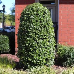 Greenleaf American Holly Shrub -Garden Oasis American Holly Greenleaf 6 FGT