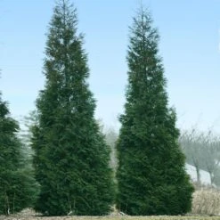 Full Speed A Hedge® American Pillar Arborvitae 9 Full Speed A Hedge® American Pillar Arborvitae -Garden Oasis American Pillar Arborvitae 1