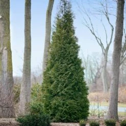 Full Speed A Hedge® American Pillar Arborvitae 10 Full Speed A Hedge® American Pillar Arborvitae -Garden Oasis American Pillar Arborvitae 2