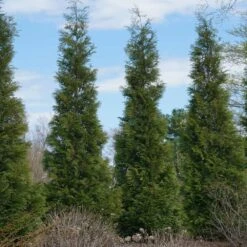 Full Speed A Hedge® American Pillar Arborvitae 11 Full Speed A Hedge® American Pillar Arborvitae -Garden Oasis American Pillar Arborvitae 3