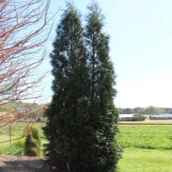 Full Speed A Hedge® American Pillar Arborvitae 12 Full Speed A Hedge® American Pillar Arborvitae -Garden Oasis American Pillar Arborvitae 5 FGT