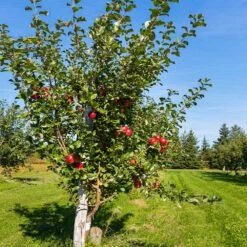 Anna Apple Tree -Garden Oasis Anna Apple 5 18fd1efa 6104 495b b124 94041e7fae48