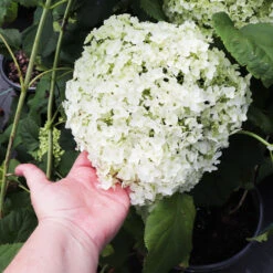 Annabelle Hydrangea Shrub -Garden Oasis Annabelle Hydrangea 3