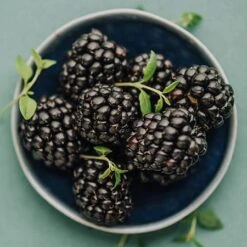 Apache Blackberry - USDA Organic -Garden Oasis Apache Blackberry 450 D2 0178c099 4324 413f a424 048cda519a64