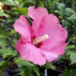 Aphrodite Rose Of Sharon Althea Shrub -Garden Oasis Aphrodite Rose of Sharon 1