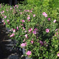 Aphrodite Rose Of Sharon Althea Shrub -Garden Oasis Aphrodite Rose of Sharon 6 FGT