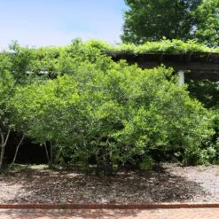 Apollo Winterberry Holly Shrub 5 Apollo Winterberry Holly Shrub -Garden Oasis Apollo WInterberry 2