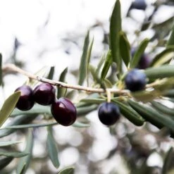 Arbequina Olive Tree - USDA Organic -Garden Oasis Arbequina Olive 2 FGT 59db1ad0 ae94 44e8 a3fd ed29b67f0ba4