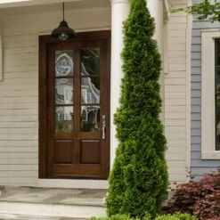 Degroot's Spire Thuja Arborvitae Tree -Garden Oasis Arborvitae degroots Spire 3