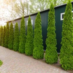 Degroot's Spire Thuja Arborvitae Tree -Garden Oasis Arborvitae degroots Spire 6 FGT