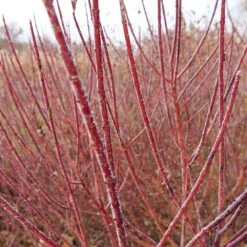 Arctic Fire® Red Twig Dogwood -Garden Oasis Arctic Fire Twig Dogwood 3