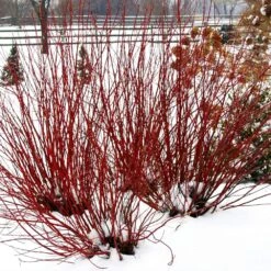 Arctic Fire® Red Twig Dogwood -Garden Oasis Arctic Fire Twig Dogwood 5 FGT