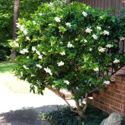 August Beauty Gardenia Shrub -Garden Oasis August Beauty Gardenia 3 FGT