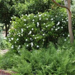 August Beauty Gardenia Shrub -Garden Oasis August Beauty Gardenia 4 FGT