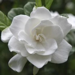 August Beauty Gardenia Shrub -Garden Oasis August Beauty Gardenia FGT 600x600 bef31f7d 4b59 484e a528 14d16f570e49