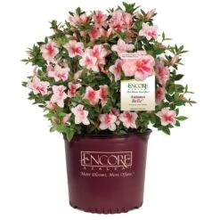 Autumn Belle® Encore® Azalea Shrub -Garden Oasis Autumn Belle Encore Azalea 1