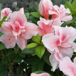Autumn Belle® Encore® Azalea Shrub -Garden Oasis Autumn Belle Encore Azalea FGT 3