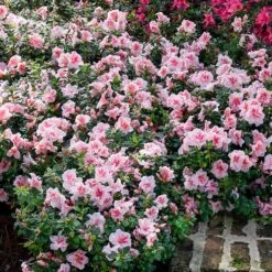 Autumn BelleĀ® EncoreĀ® Azalea Shrub