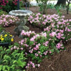 Autumn Debutante® Encore® Azalea -Garden Oasis Autumn Debutante Encore 1