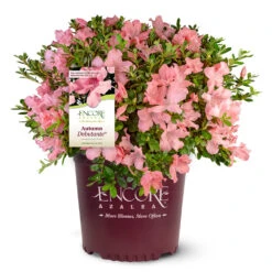 Autumn Debutante® Encore® Azalea -Garden Oasis Autumn Debutante Encore 4