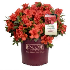 Autumn Embers® Encore® Azalea 10 Autumn Embers® Encore® Azalea -Garden Oasis Autumn Embers Azalea 1