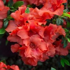 Autumn Embers® Encore® Azalea 9 Autumn Embers® Encore® Azalea -Garden Oasis Autumn Embers Azalea 5