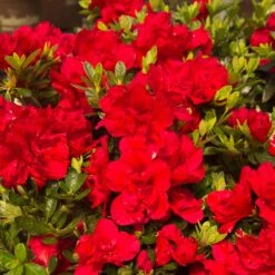 Autumn Bonfire® Encore® Azalea -Garden Oasis Autumn Encore Bonfire Azaleas 1