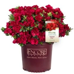 Autumn Fire® Encore® Azalea Shrub -Garden Oasis Autumn Fire Encore Azalea 1