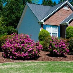 Autumn Royalty® Encore® Azalea -Garden Oasis Autumn Royalty Encore Azalea 5
