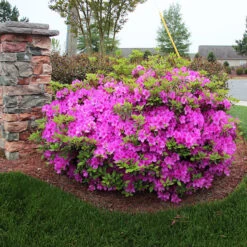 Autumn RoyaltyĀ® EncoreĀ® Azalea