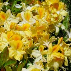 Lemon Lights Azalea Shrub -Garden Oasis Azalea Lemon lights 1