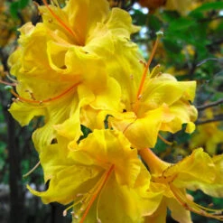 Lemon Lights Azalea Shrub -Garden Oasis Azalea Lemon lights 2