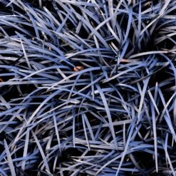 Black Mondo Grass -Garden Oasis BLack Mondo Grass 1 FGT