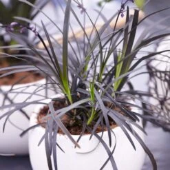 Black Mondo Grass -Garden Oasis BLack Mondo Grass 4 FGT